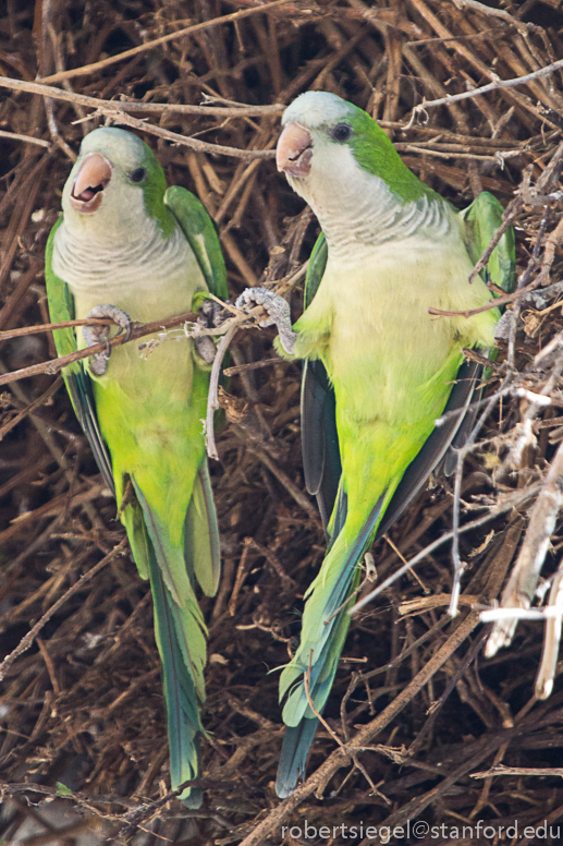 monk parakeets